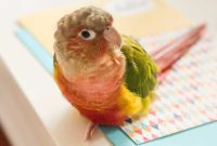 Bertie’s Gender Surprise 10 Fun Facts Uncovered