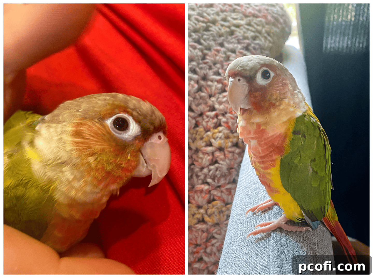 Image collage featuring Bertie the pineapple-cheeked conure in various adorable poses, showcasing his vibrant personality.