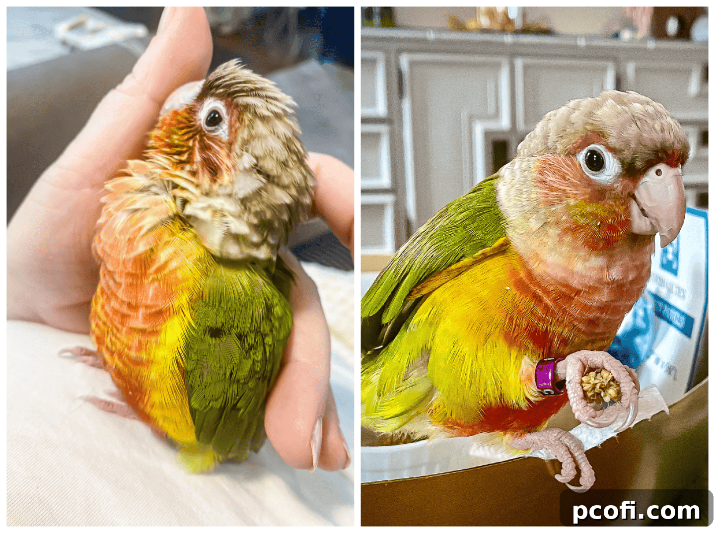 Image collage showing Bertie the pineapple green-cheeked conure enjoying head scratches and delicately eating millet from Allie's hand.