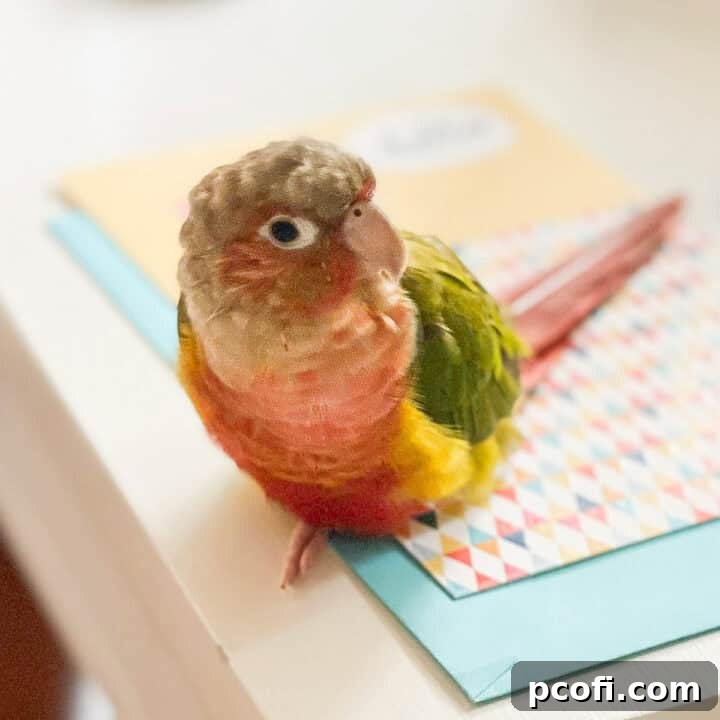 A pineapple green-cheeked conure perched on a finger, looking curious.