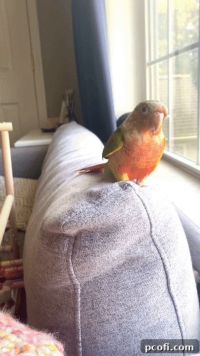 Bertie the conure perched on a shoulder, looking alert and engaged.