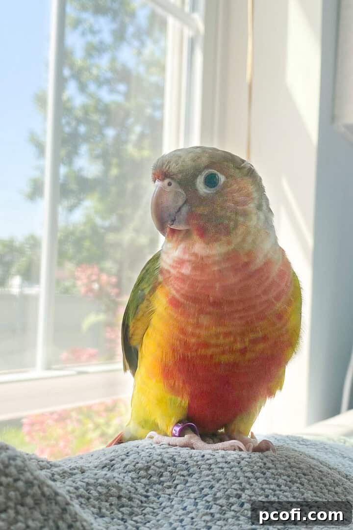 A pineapple green-cheeked conure, Bertie, looking playful.