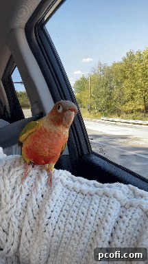 Bertie the conure twisting her head almost completely backwards.