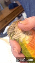 Bertie the conure enjoying a head scratch, looking content.