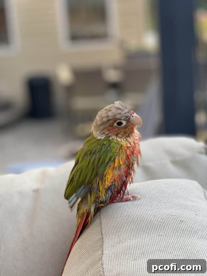 A soaking wet Bertie the conure looking happy after her bath.