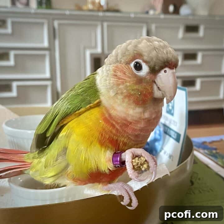 Bertie the conure's foot gripping a finger, showing her four toes.