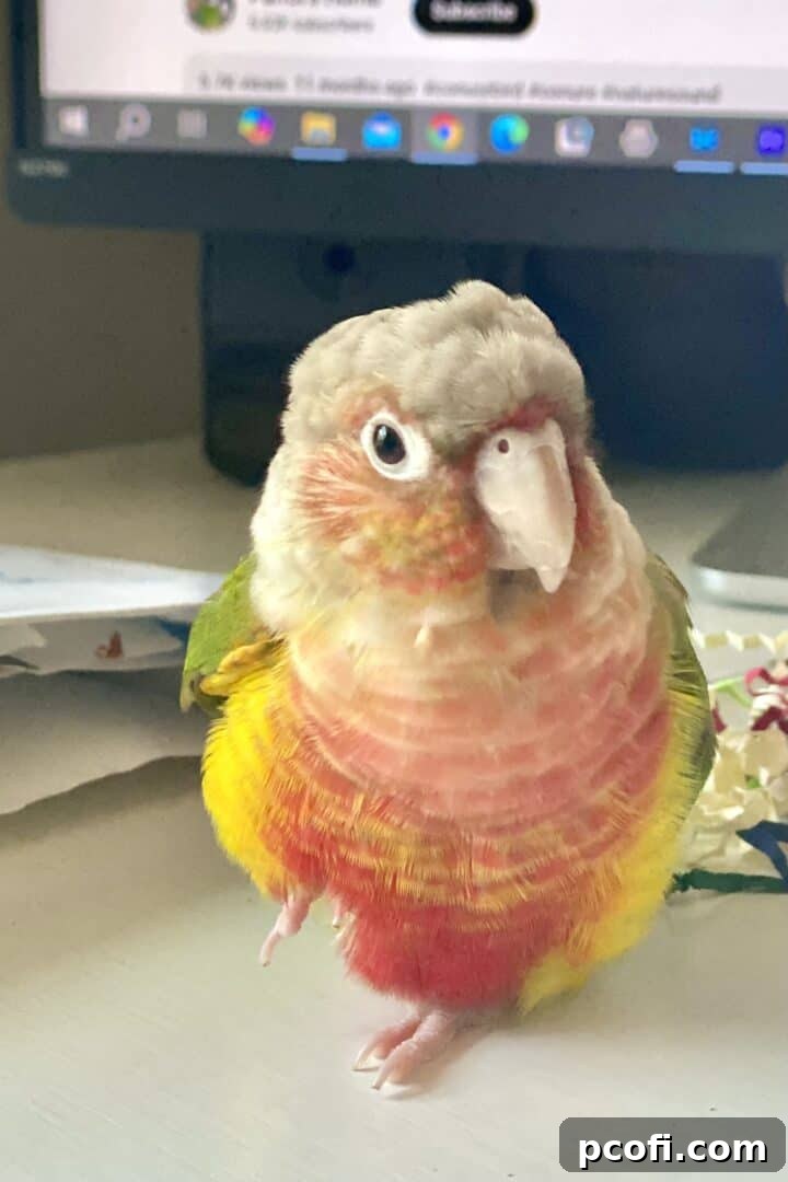 Bertie the conure perched on one foot, looking relaxed.