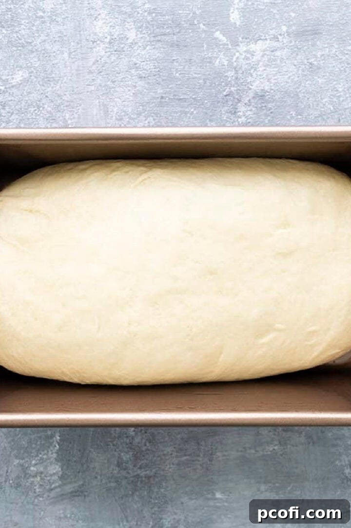 Shaped milk bread dough placed into a loaf pan, ready for its second rise.