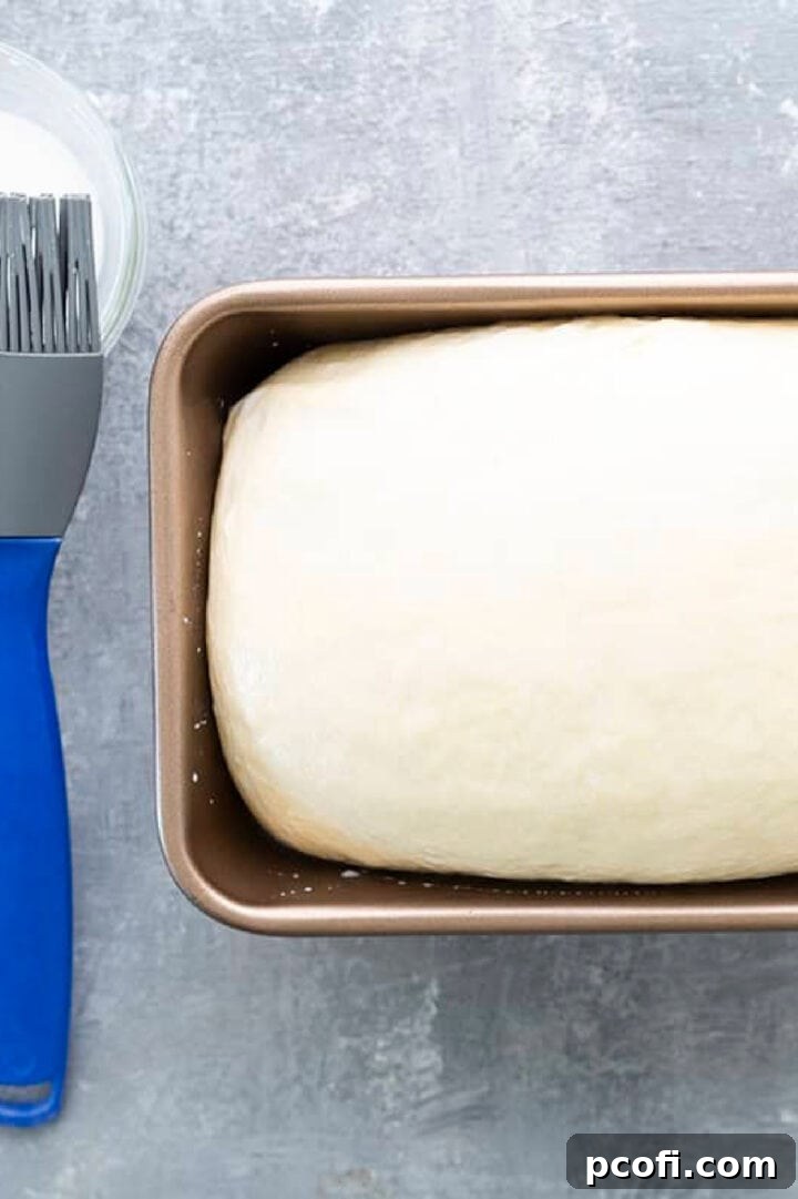 Risen milk bread dough in a loaf pan, brushed with milk and ready for baking.