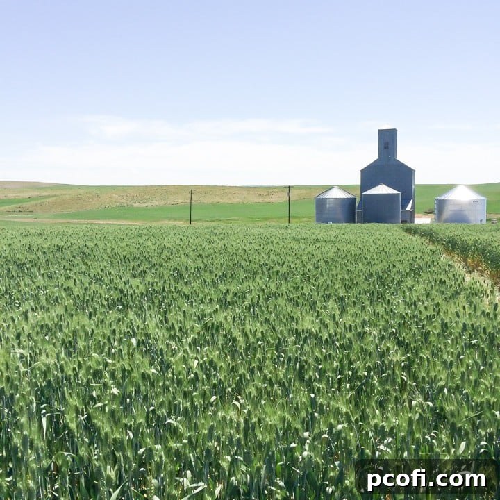Exploring the vast wheat fields of Spokane, Washington, and learning about sustainable farming practices with Shepherd's Grain, partners with White Lily flour. #sustainableagriculture #shepherdsgrain