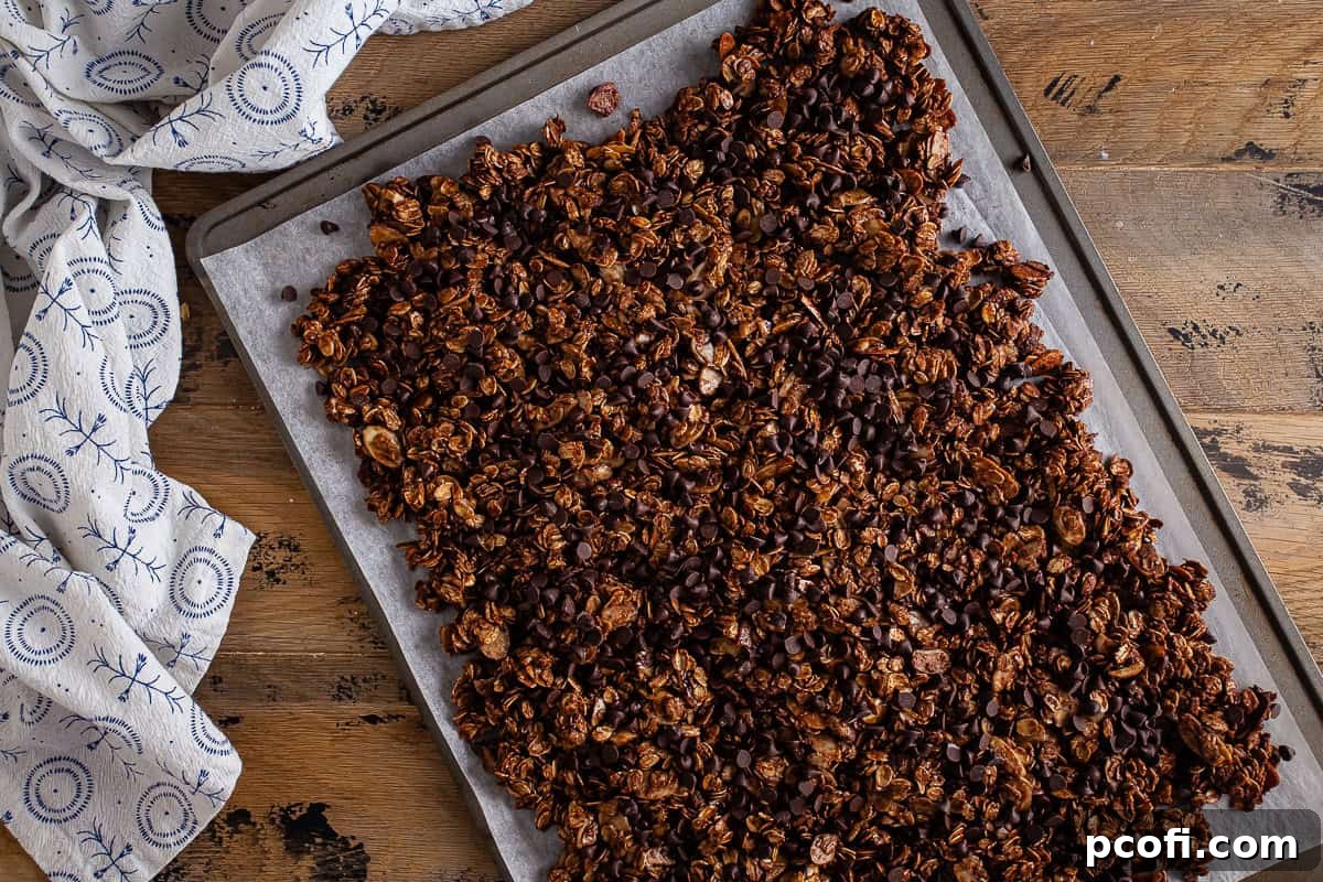 Chocolate granola on a baking sheet after being baked and after mini chocolate chips are placed on top, beginning to melt.