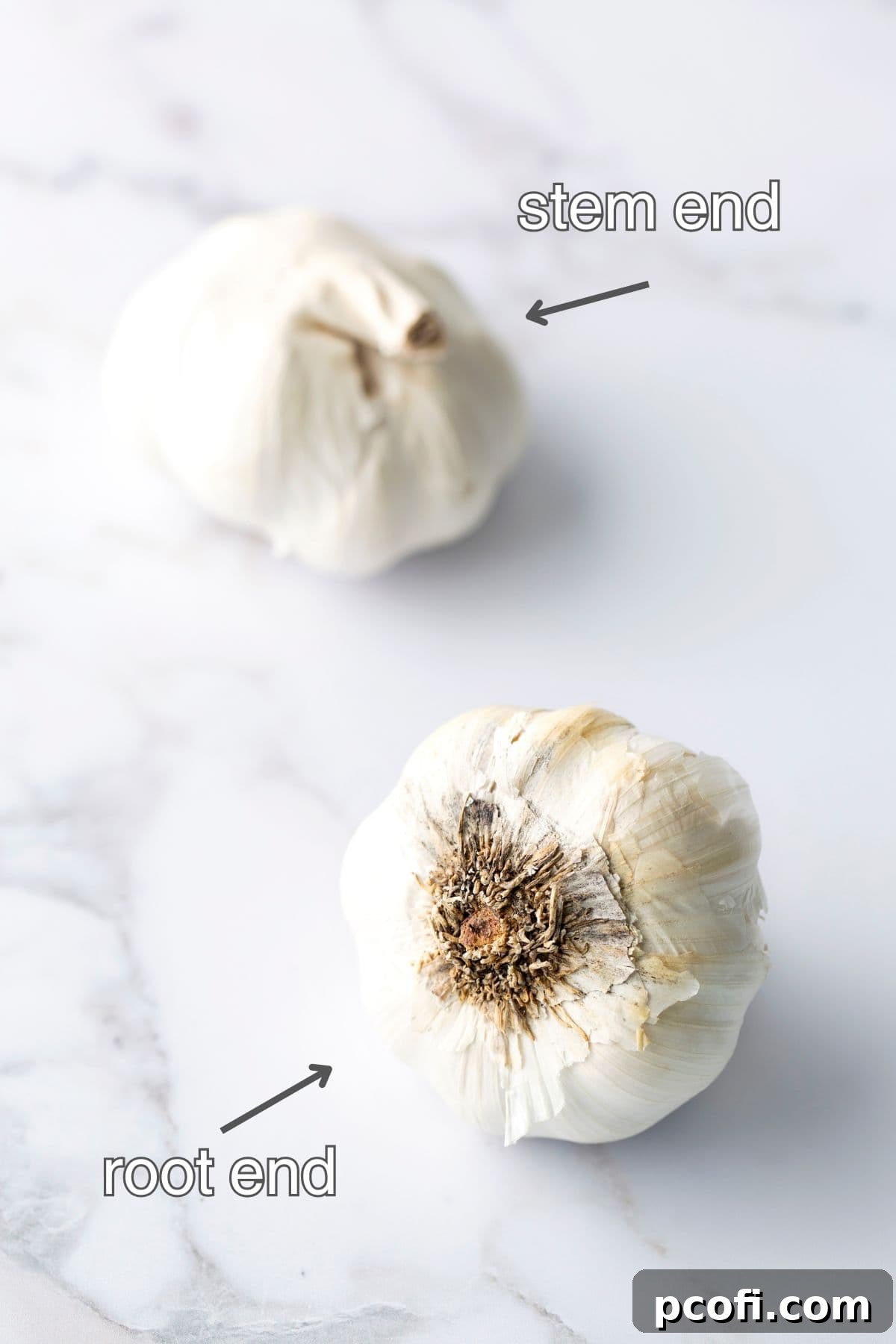 Two heads of garlic demonstrating root and stem ends clearly.