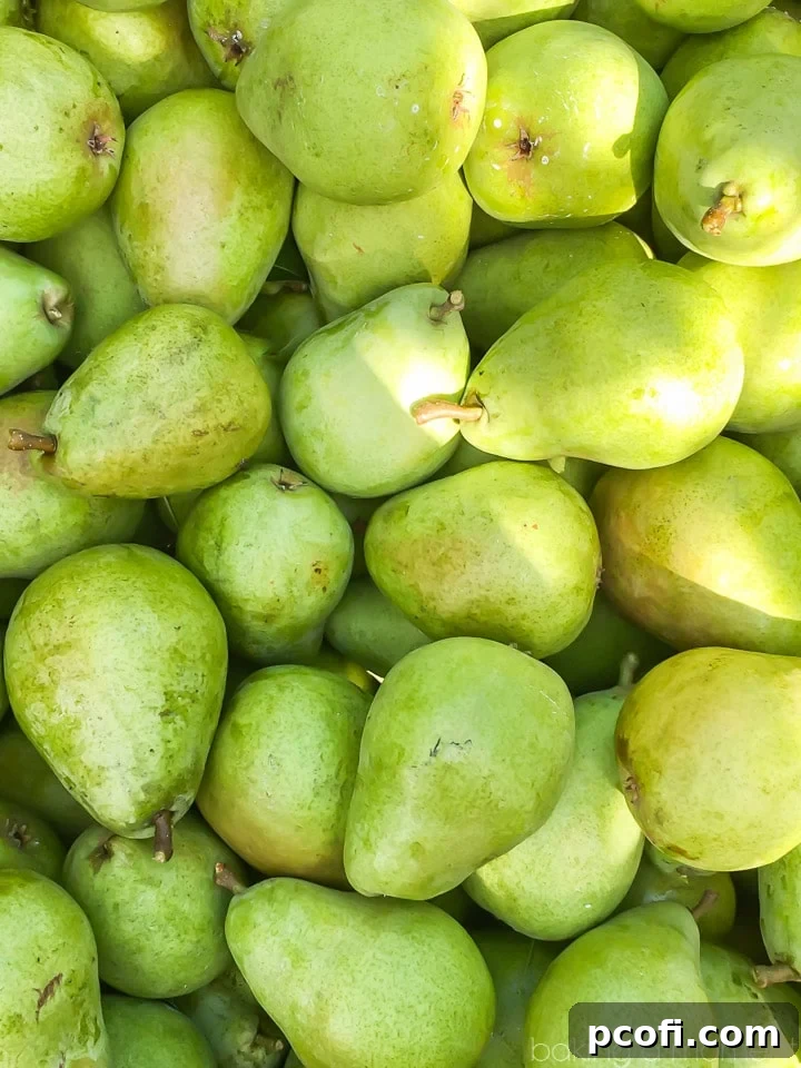 A close-up of hands picking fresh pears from a tree in a Stemilt orchard during the blogger tour.