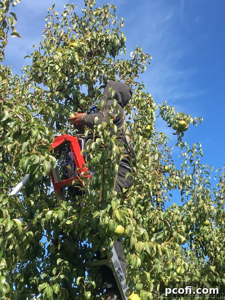 Tate Mathison, a fifth-generation Stemilt farmer, proudly showcasing a freshly picked apple in an orchard setting.