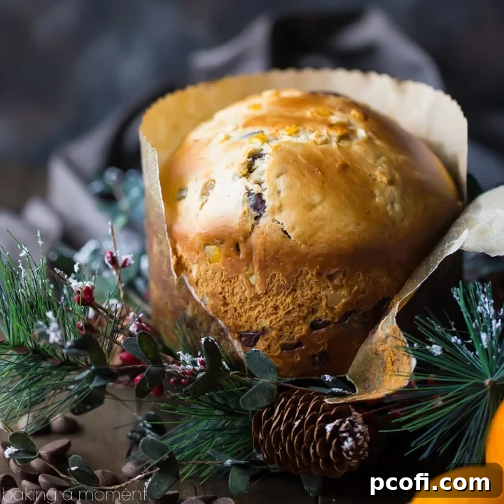 A festive Chocolate Orange Panettone, studded with bright candied orange peel and dark bittersweet chocolate, sits ready for holiday celebrations.