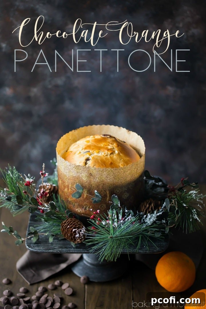 Close-up of a slice of Chocolate Orange Panettone, showing the perfectly moist crumb, generous chunks of chocolate, and vibrant candied orange peel.