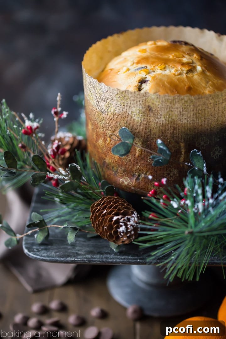 The unbaked Chocolate Orange Panettone dough, perfectly shaped and ready for its final proof in a traditional paper mold.