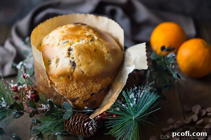 A slice of Chocolate Orange Panettone on a plate, showcasing its fluffy texture and the delightful mix of orange and chocolate.
