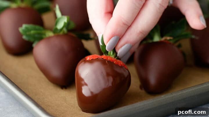 Placing a freshly dipped chocolate-covered strawberry on a parchment-lined baking sheet to set.