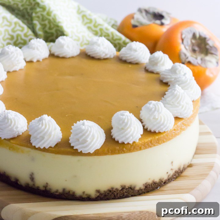 Lush New York style Cheesecake crowned with a vibrant, sweet, and seasonal Persimmon topping, a true dessert masterpiece.