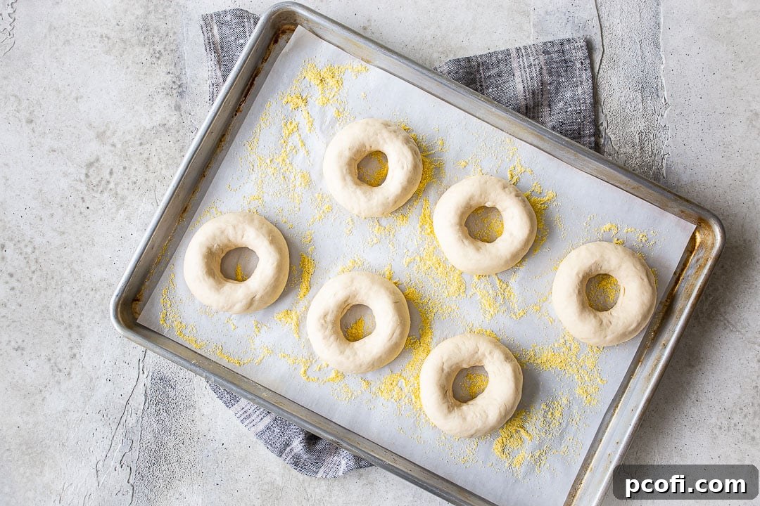 Unbaked bagels placed on a baking sheet, ready for overnight chilling in the refrigerator.