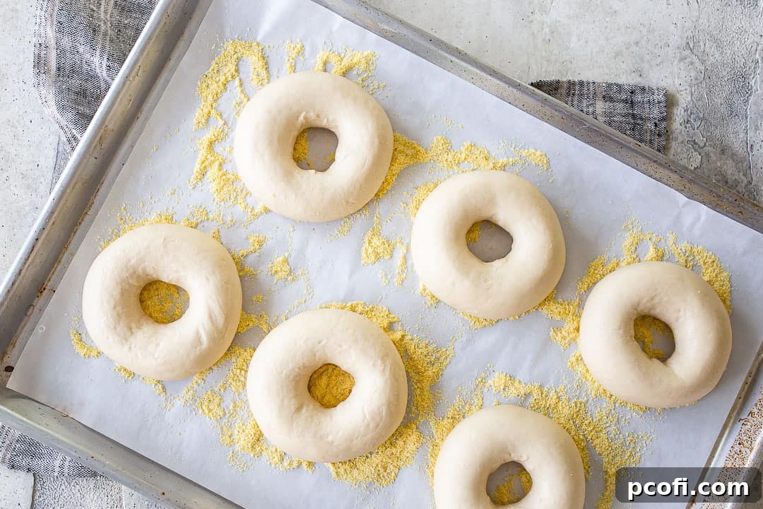Unbaked bagels on a baking sheet after rising overnight in the refrigerator, ready for boiling.