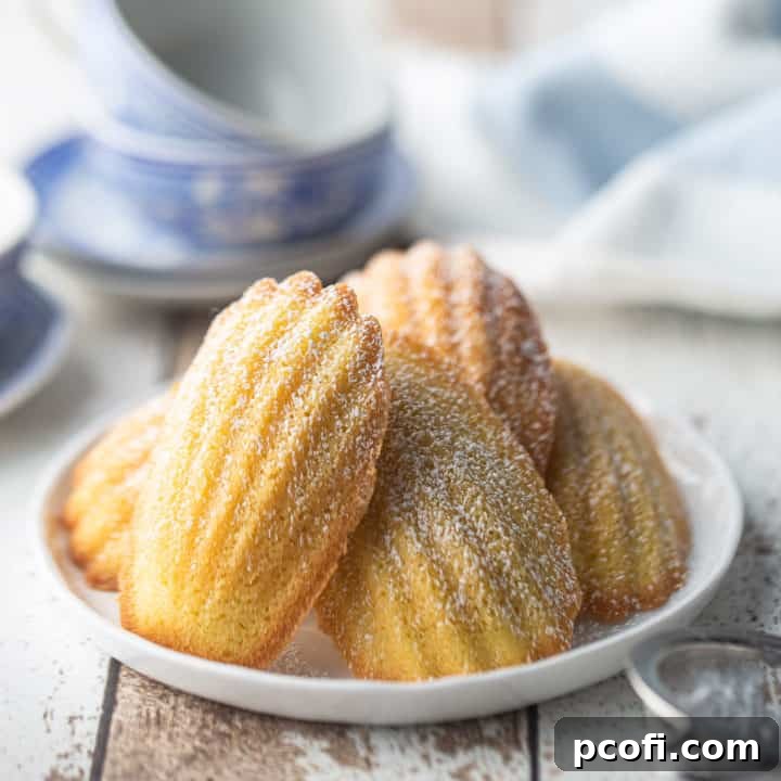 Madeleine cookies dusted with powdered sugar and arranged on a white ceramic plate, ready to be enjoyed.