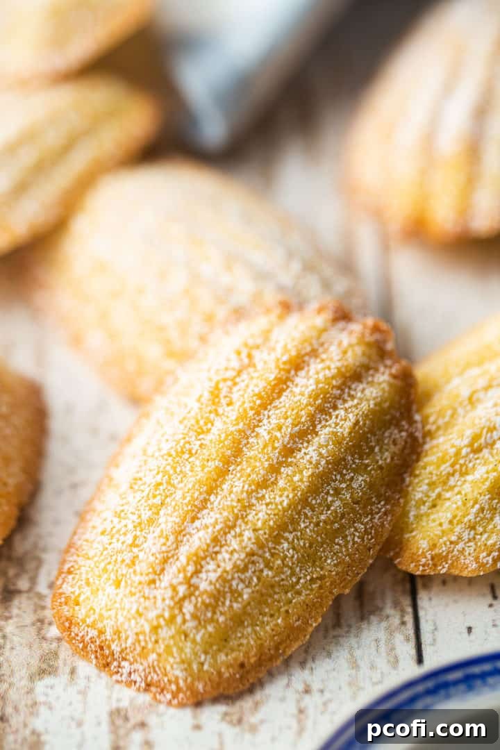 Best madeleine recipe made in the classic shell shape and garnished with powdered sugar, showcasing its delicate beauty.
