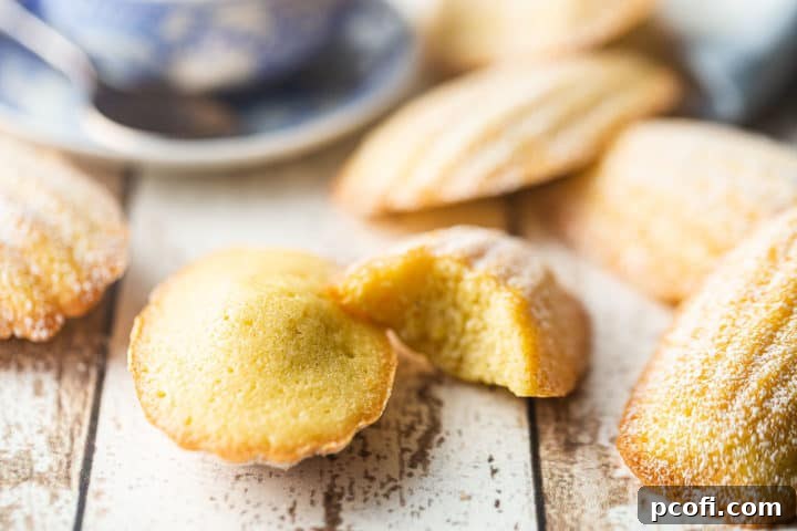 The best madeleine recipe ever, baked to perfection and beautifully displayed on a distressed white background.