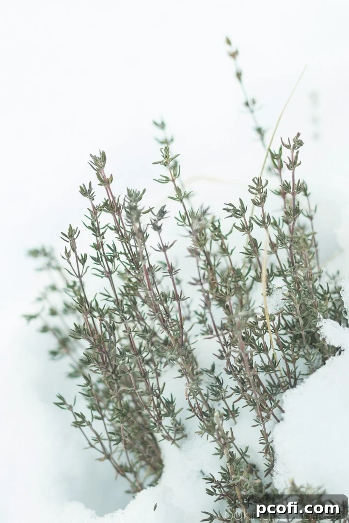 Close-up of fresh thyme sprigs against a blurred background, emphasizing their delicate yet persistent nature.
