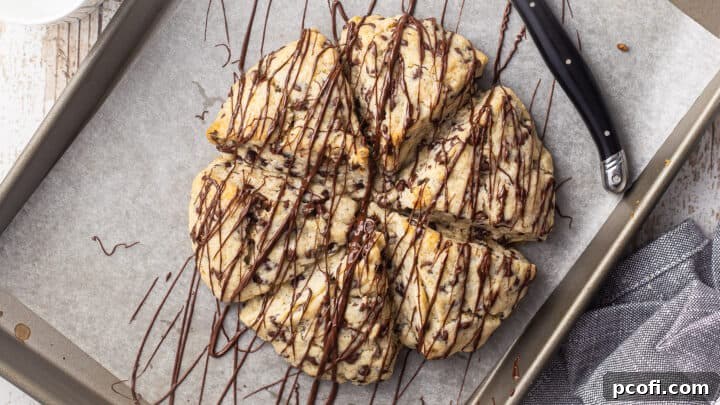 Baked chocolate chip scones, beautifully drizzled with melted dark chocolate as a delicious garnish.