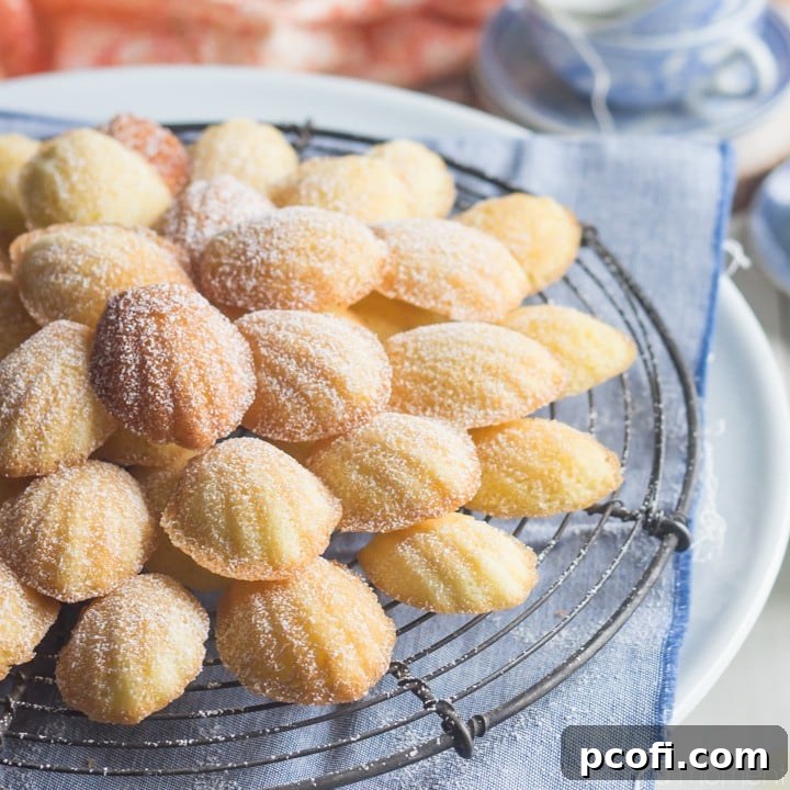 Freshly baked orange blossom madeleines arranged beautifully, showcasing their iconic shell shape and golden crust.