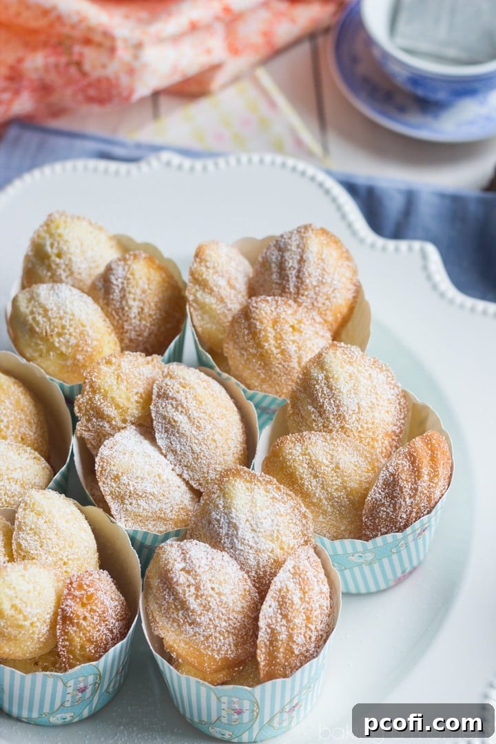 Several orange blossom madeleines dusted with powdered sugar, elegantly presented on a white plate, ready to be served.